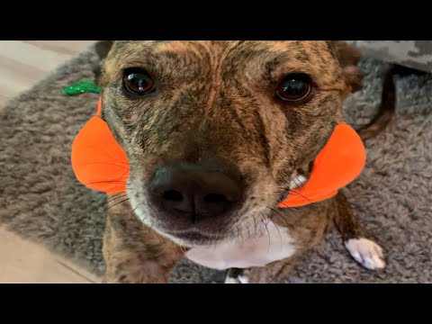 वीडियो: निविदा तस्वीरें साबित करें कि आश्रय कुत्तों 