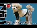 犬の服をハンドメイドして着せてみた【トイプードル】