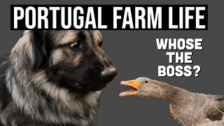 Dog vs Goose - Who&#39;s the Boss on the Farm? | PORTUGAL FARM LIFE