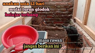 Anakan murai usia 12 hari loloh induk mulai keluar glodok yang katanya masa kritis