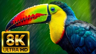ANIMALS OF AMAZON JUNGLE ในรูปแบบ 8K Ultra HD (60FPS) - ที่เรียกว่าบ้านแห่งป่า | ป่าฝนอเมซอน