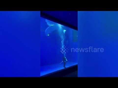 Playful Beluga Whale Bites Off Keeper S Flipper As He Tries To Clean Water Tank In China