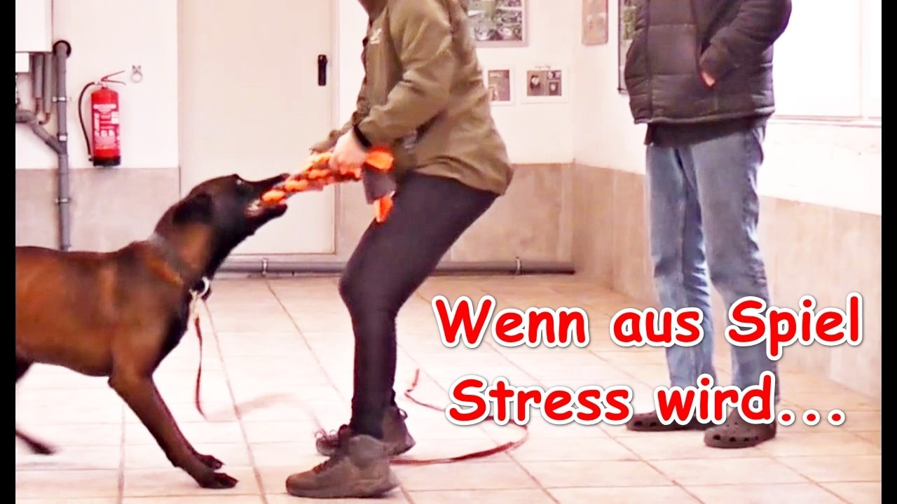 Die Beschäftigung des Hundes!  Sinnvoll oder überflüssig?  –  Erklär-Video