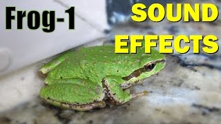Frog Sound #1 | Sound Effects