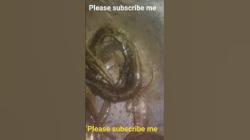 Machhali se dur rahne ki SAHI wajah! Generated using YouTools https://play.google.com/store/app