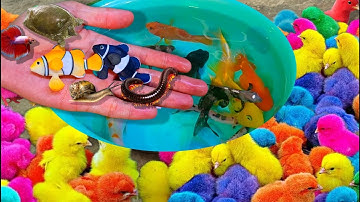 Bắt cá cảnh dễ thương trong ao nhỏ, rùa con, cá koi, cá sấu, cá mập