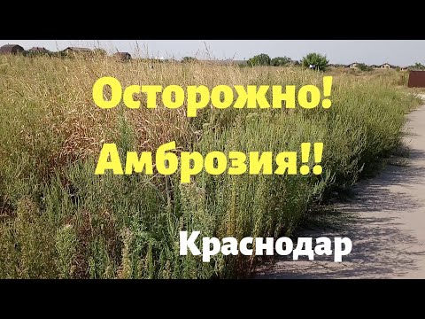 Осторожно Амброзия! Краснодар.