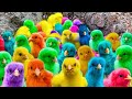 Menjelajahi dunia ayam lucu ayam warnawarni bulu warnawarni ayam telur kelinci hewan 