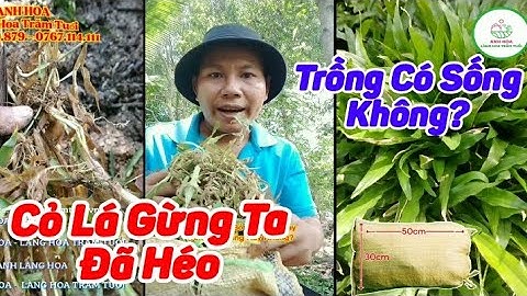 Siêu Thị Cây Cảnh | Cỏ Lá Gừng Bị Héo Trồng Có Sống Không? | Anh Hoa - Làng Hoa Trăm Tuổi (Vlog 90)