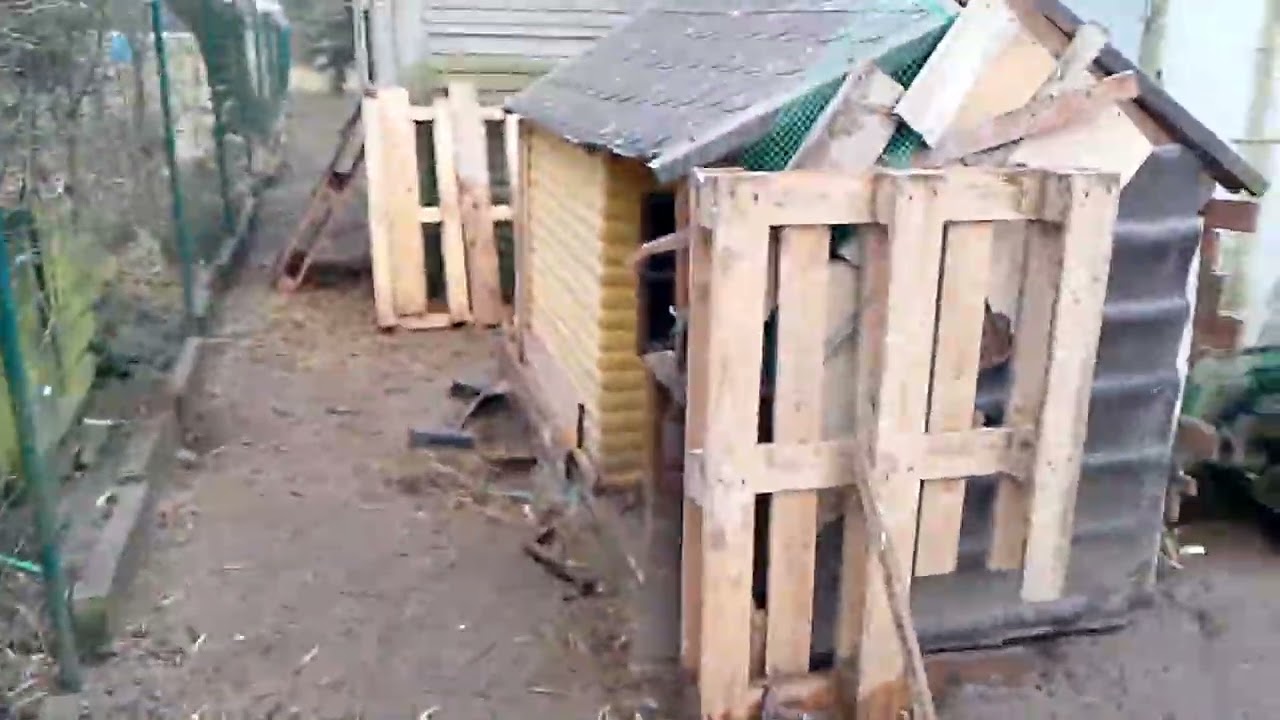 Wszystko o gołębiach pawikach