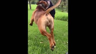 Boerboel Loves To Wrestle #shortsfeed #boerboel #doglover