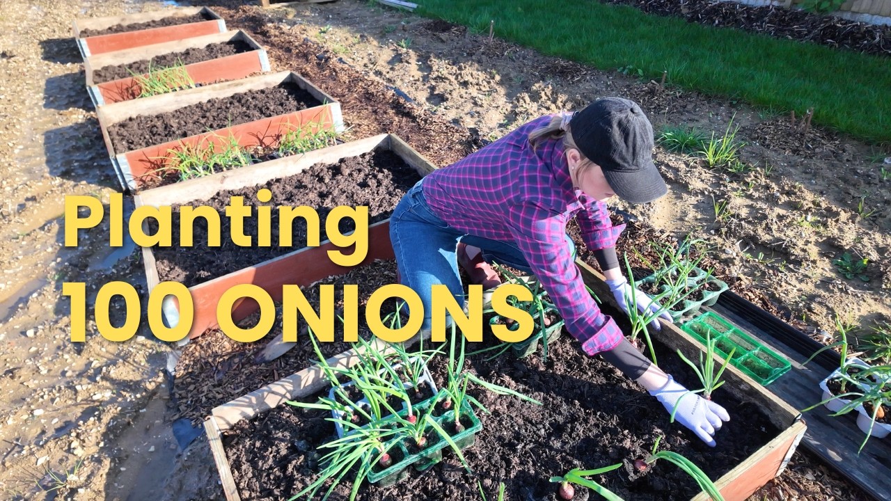Planting Out Onions 🧅 | Allotment Vlog UK 🌿