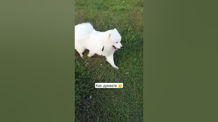 #doghandler_LU #samoyed #samoyedlife #кинолог #дрессировка_собак #дрессировка #кинолог #самоед