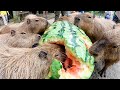 【超巨大】カピバラ、史上最大97キロのジャンボスイカタイム Capybara eat huge 97kg watermelon　【ASMR】