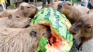 【超巨大】カピバラ、史上最大97キロのジャンボスイカタイム Capybara eat huge 97kg watermelon　【ASMR】