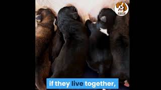Detailed HOW TO CALM A MALE DOG WHEN FEMALE IS IN HEAT -12 METHOD Details