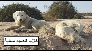 كلاب سائبه اصبحت تخاوي الذئاب #كلاب سوف تصبح للصيد #ابو مقتدى الصياد