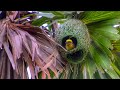Baya weaver bird babui pakhi  weaver bird nest  weaver bird sound  4k