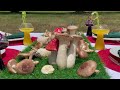 №11. Грибное настроение.