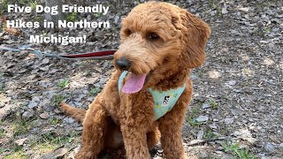 Five Dog Friendly Hikes in Northern Michigan