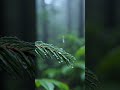 Calming forest Vibes: Raindrops