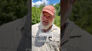 Poison Hemlock vs Queen Anne’s Lace: Don’t Guess