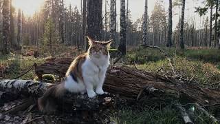 Maine Coon Cat: Long Walk To The Castle by The Explorer Cat 5,012 views 3 years ago 2 minutes, 18 seconds