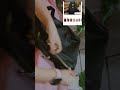 Backpack black#trending #shorts #youtubeshorts #shortsfeed #shortvideo