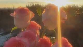 Download Lagu Wedding Nasheed | Muhammad Al Muqit | #trending #weeding #nasheed MP3 Download Lagu Wedding Nasheed | Muhammad Al Muqit | #trending #weeding #nasheed MP3