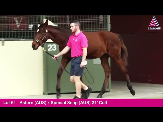 Lot 61-Astern(AUS) x Special Snap(AUS) 21'Colt-2022 GoldCoast National Weanling Sale Magic Millions