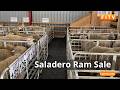 Falkland Islands Farmers Gather For Annual Saladero Ram Sale