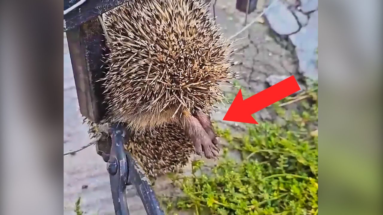 Man Rescues Baby Hedgehog Trapped in Fence, Unlocks a Lifetime of Love ...