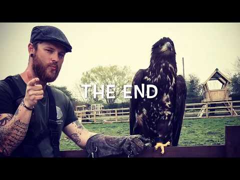 Training eagles and golden eagles falconry