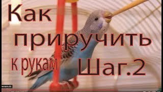 Как приручить попугая к рукам шаг второй налаживаем общение с попугаем(Приручение попугая это интересный и увлекательный процесс. и в этом видео продолжаем рассказывать и показы..., 2013-03-05T14:58:48.000Z)