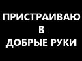 Пристраиваю в добрые руки Кузя, Тузя и Бакс