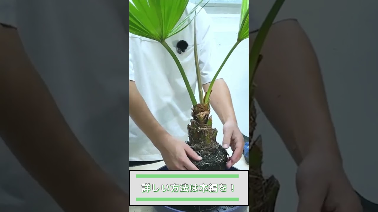 ヤシの木を10倍カッコよくするプロの技！🌴✨ #shorts