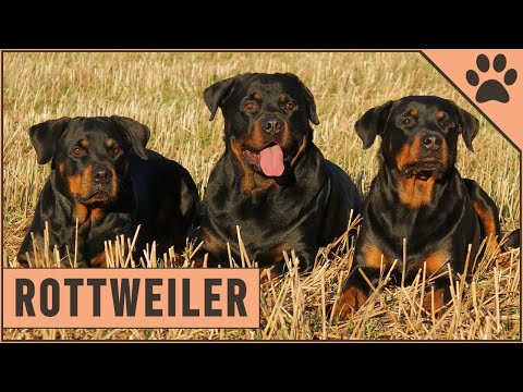 Rottweiler Dog Breed Information