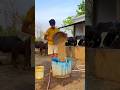 PLEASE SUBSCRIBE ME🔥✅#cow #farming #trending #shortvideo #youtubevideo #explore