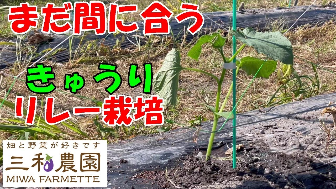 きゅうりがダメになった人でも大丈夫！もう一度植えれます。NO661（2023.7.27）