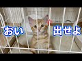 ケージに入れたらブチギレる子猫が可愛いすぎる