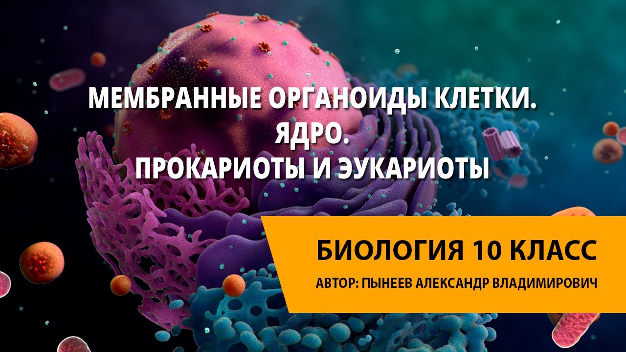 Мембранные органоиды клетки. Ядро. Прокариоты и эукариоты - YouTube