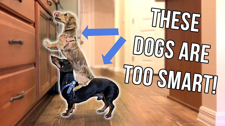 Dachshund Puppy & Dog Are TOO Smart for Their Own ...