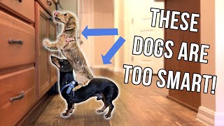 Dachshund Puppy & Dog Are Too Smart For Their Own Good