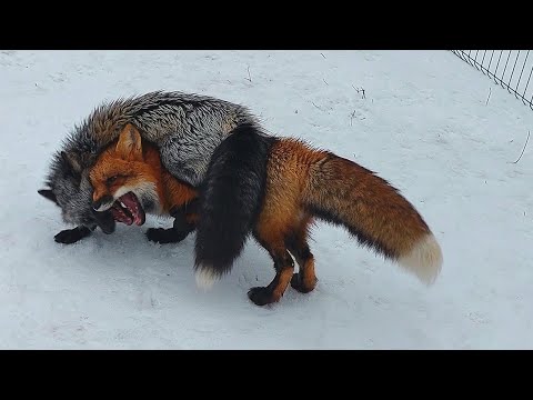 Лисья борьба под дождём