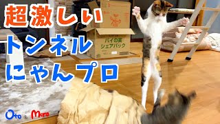 【元保護猫】大興奮！大ハッスル！超激しいトンネルにゃんプロ、かくれてジャンプして走って突っ込んで楽しい姉妹猫｜いつも行けない玄関に出たい！アピールに成功する猫｜生後1歳前半｜kitten.cat.