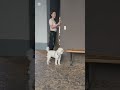 척추관협착증운동 4번!발아프신분 제외 모든분들께 강력 추천 드리는 운동.#척추운동#전신운동#뒤꿈치들기 #시니어요가 #시니어운동 #실버요가 #70대운동 #senioryoga