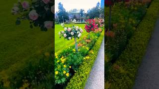 Beautiful landscape flower 🌱🥀#landscape #flowers #garden #plants #green #views #explore