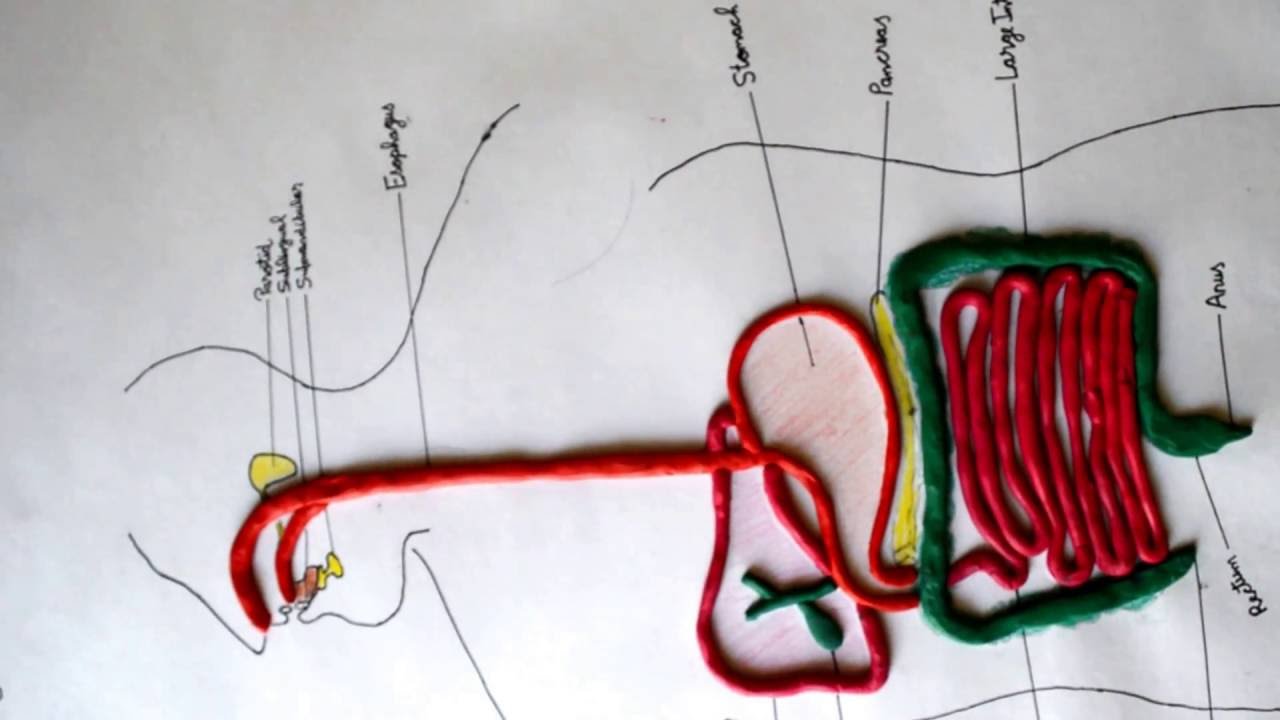 HUMAN DIGESTIVE SYSTEM MODEL for class 9 - YouTube