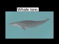 Whale lore