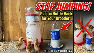 No More Mess! Stop Chicks Jumping on Feeders & Waterers